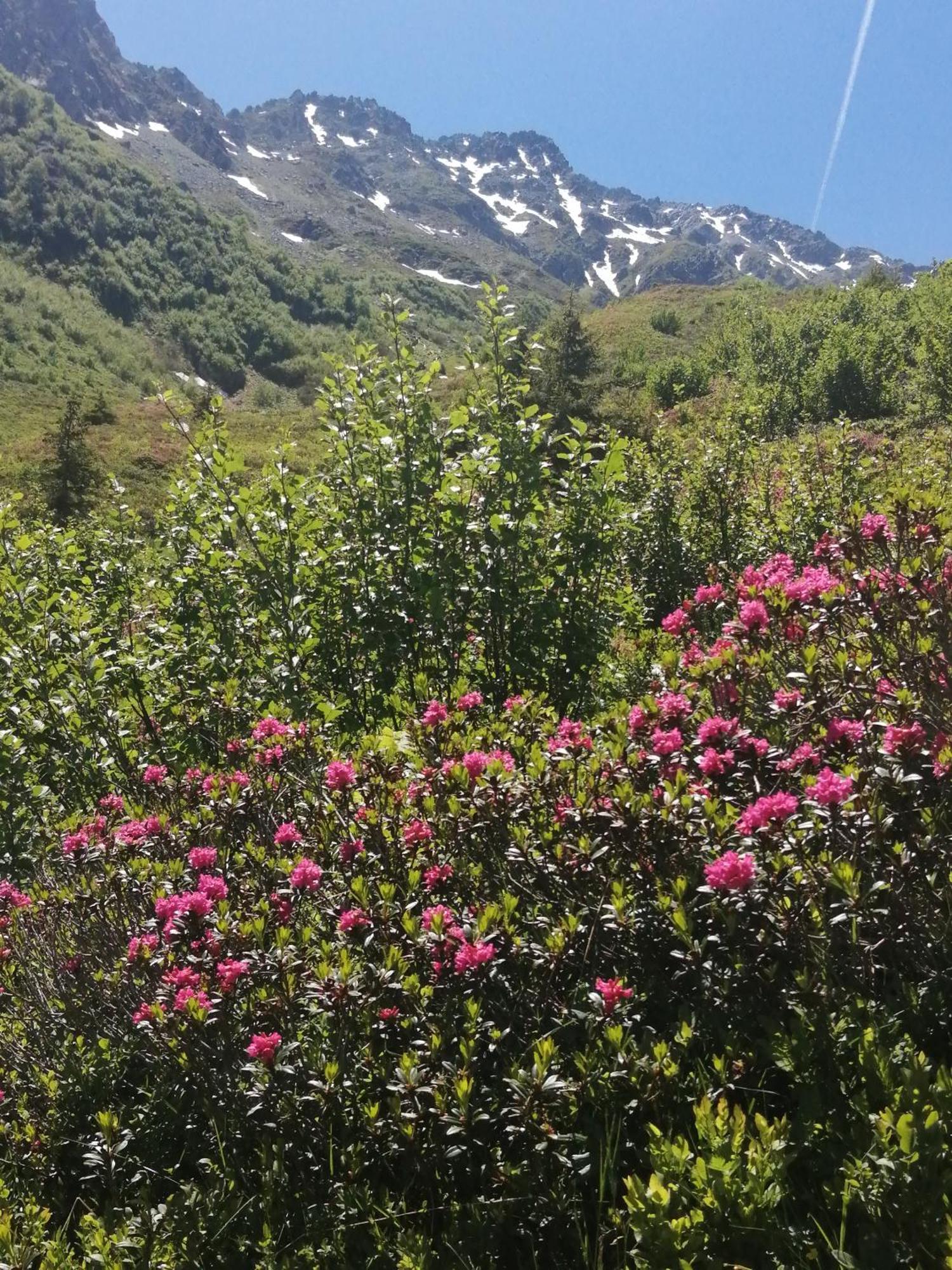 Superbe Studio Aux 7 Laux La Ferrière المظهر الخارجي الصورة